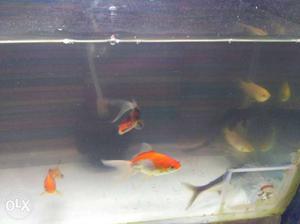 2 goldfish ₹40,1black moor goldfish ₹50, 1