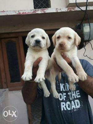 2 male lab puppies live in surat adajan