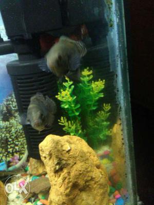 2 oscar fish sale low price me