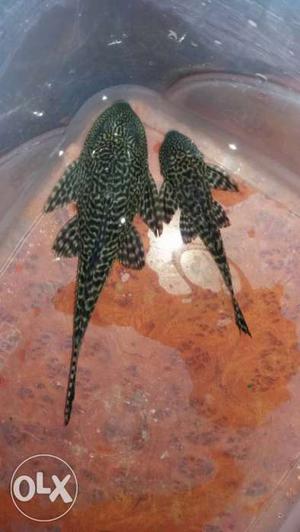 2 shkar fishes sell 7 inch & 4 inch