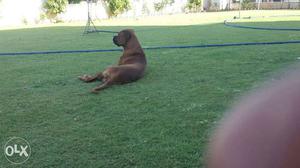 2 years old boxer for selling good quality