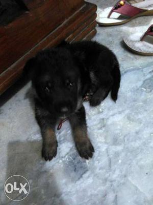 25 days german shepherd puppy available