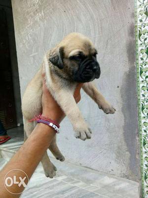 28 day bull mastiff puppy available. male female