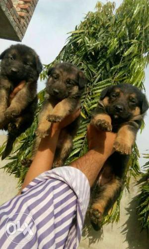 3 Black And Brown Short Coated Puppies