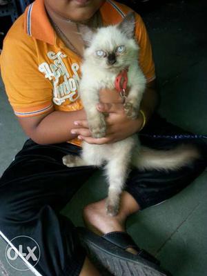 3 months Persian Cat kitten Punch face Golden