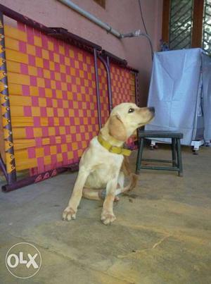 3 months labour dog kutti original period