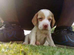 3months Beagle Female fully active