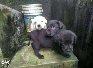 40days old Labrador puppies for sale at Angamaly