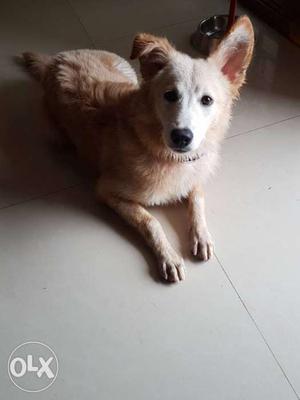 5 months old, medium coated pomeranian-mix male puppy