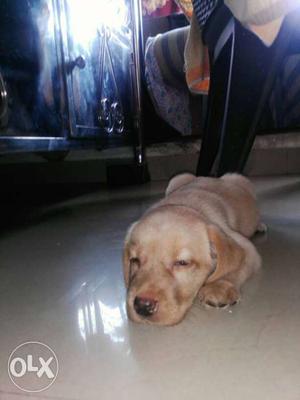 50 days Labrador female puppy for sale.. fawn
