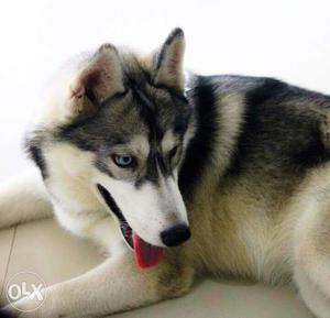 6months old husky grey and white available.
