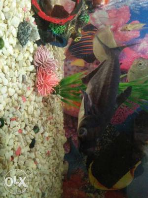 7.5 inch black shark (pair) for sell. healthy and