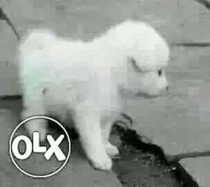 9O:amravati' Boxer" Beagle" All Puppeis
