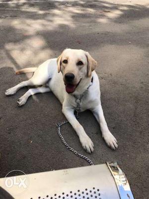 A healthy male labrador puppy 8 months old all