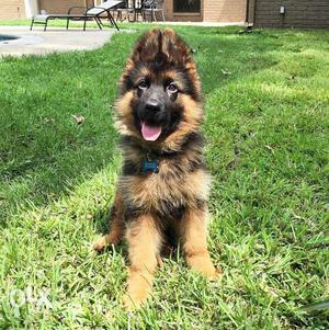 A pure breed german shepherd at low cost