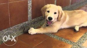 A very active 3 months old golden retriever puppy female