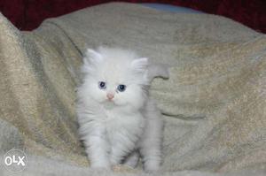 A1 white pure golden persian kitten sale cash on dilevery in