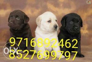 All colours and all quality of Labradoe puppies