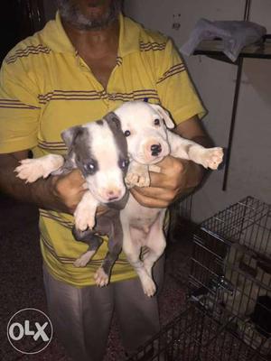 Am pittpull Blue&white male puppy for sale