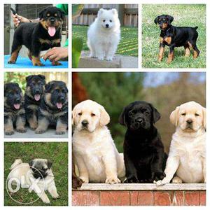 Amazing top quality pure breeds puppies for sale