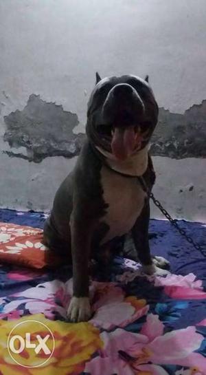 American bully ready for meating