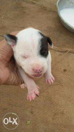 American pit bull puppy 20 days old