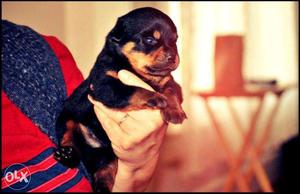 Astounding Quality, Imp.Pedigreed Rottweiler Pups In