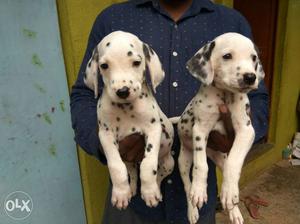 Attractive Dalmatian Puppies available