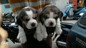 Beagle Puppies available show quality puppies