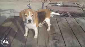 Beagle female for sell 2 years 6month old Delhi