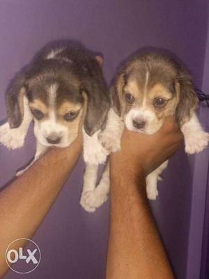Beagle female puppies good in quality full active