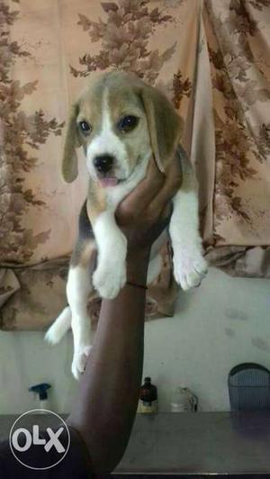 Beagle female puppy For sale 1st vaccination done