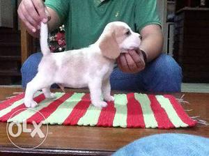 Beagle male Puppy for sell