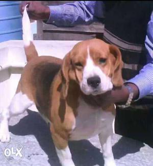 Beagle with kci for sale
