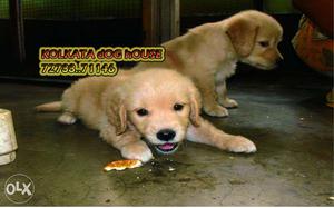 Beautifully Golden retriever Pups available ~ KOLKATA DOG