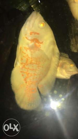 Beige And Orange Fish In Fish Tank