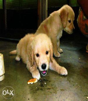 Best Quality Pups available reasonable price ~ KOLKATA DOG