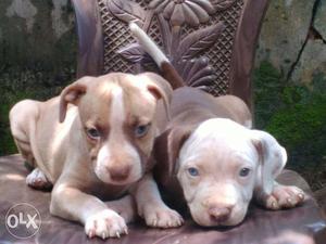 Best quality pitbull puppies for sale cont: