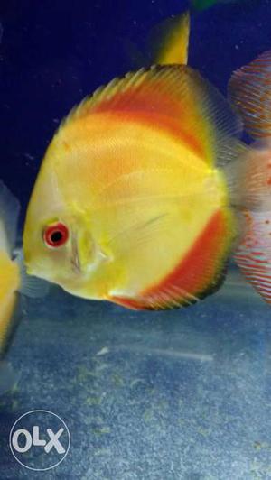 Big size discus fish.very healthy fish