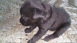 Black Labrador Male Puppy.. Full pure quality