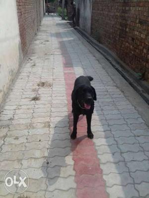 Black Labrador Retriever