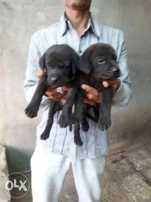 Black \Labrador Retriever Puppies