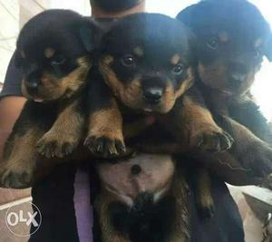 Black-and-tan Rottweiler Puppies