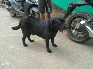 Black female lab for sale.3 years old.next