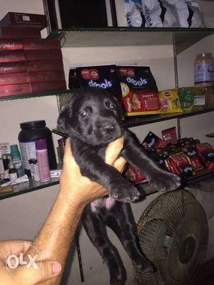 Black lab male puppy for sale