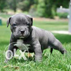 Blue colour american bully puppy