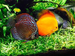 Breeding pair of discus available. very big size