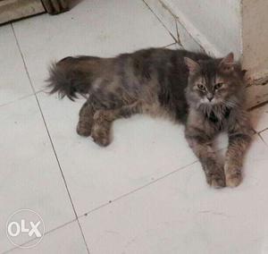 Brown And grey Long Furfemale Cat
