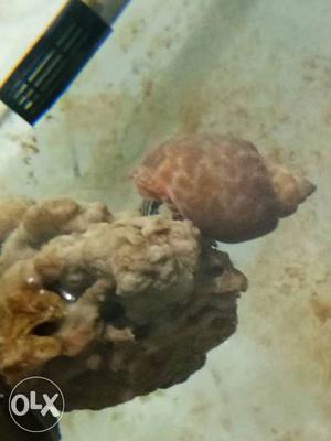 Brown Hermit Crab