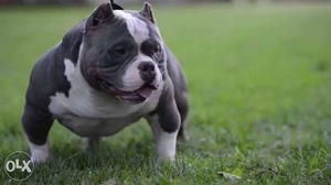 Champion bloodline american bully..show quality